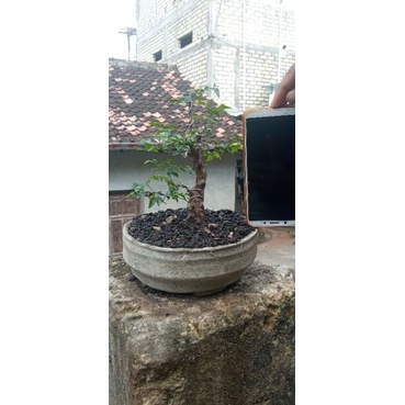 bonsai kibesi (mame)