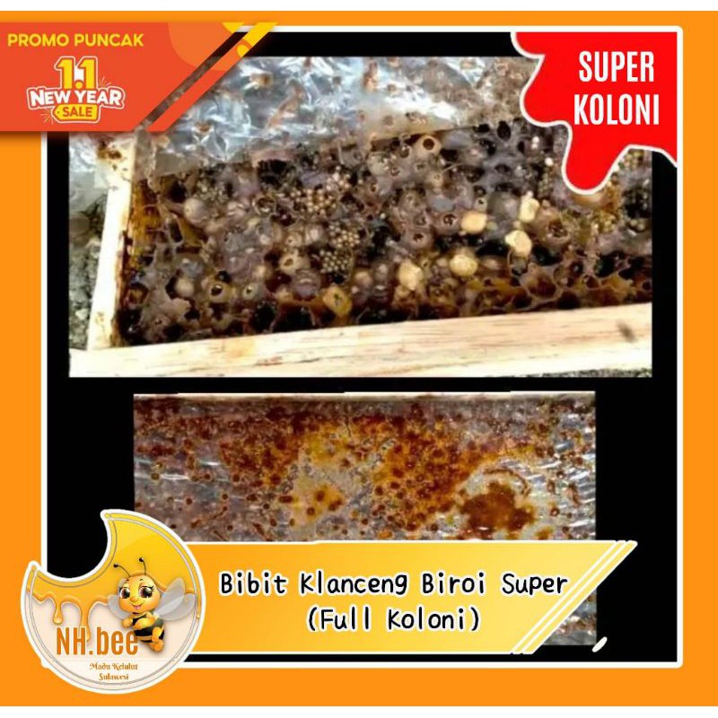 BIROI SUPER | Bibit  lebah klanceng Trigona Biroi super | Full koloni