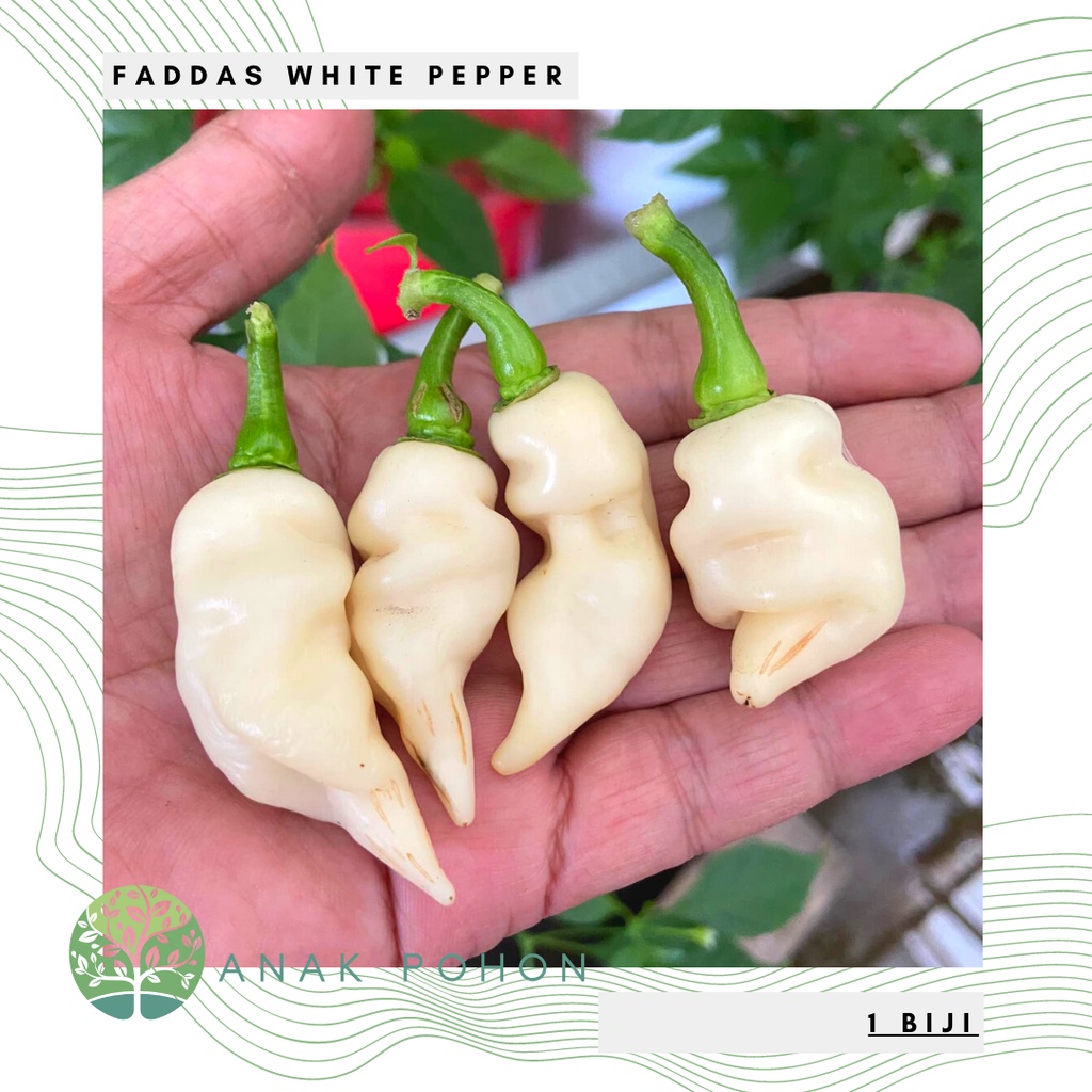 Benih Bibit Biji - Cabai Faddas White Cabe Putih Super Pedas Pepper Seeds