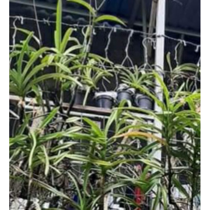 Anggrek  Vanda Limbata