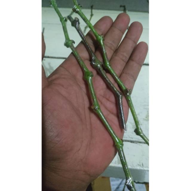 Entres anggur import mix 3 trans hope angelica