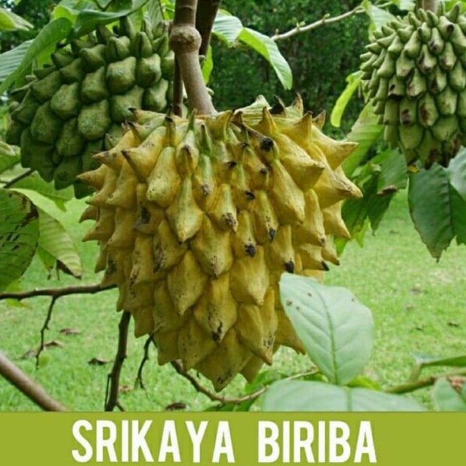 Bibit Buah Srikaya Biriba (srikaya nanas)