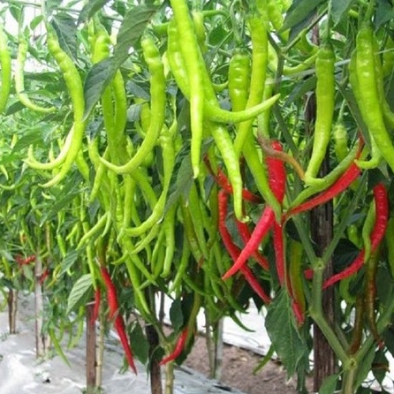 BS-BYL Bibit Cabe Konsumsi Benih Sayuran Cabai Rawit Merah Setan Sayur Unggul Cabe Setan ORI 212 Besar Hijau Keriting Shypoon Orion Viral dll-2