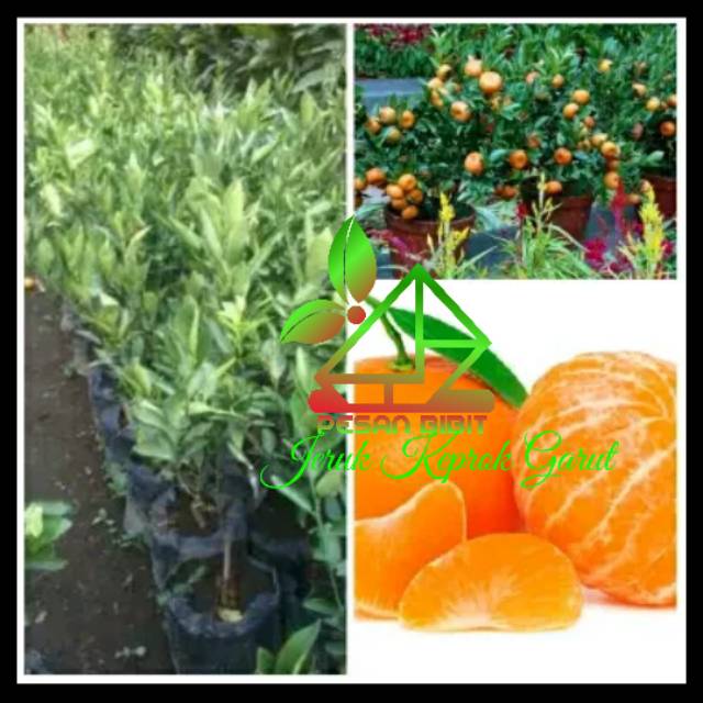 BIBIT JERUK KEPROK GARUT