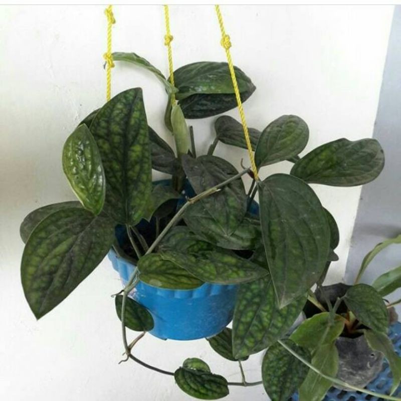 SIRIH BADAK#SIRIH#Sirih badak