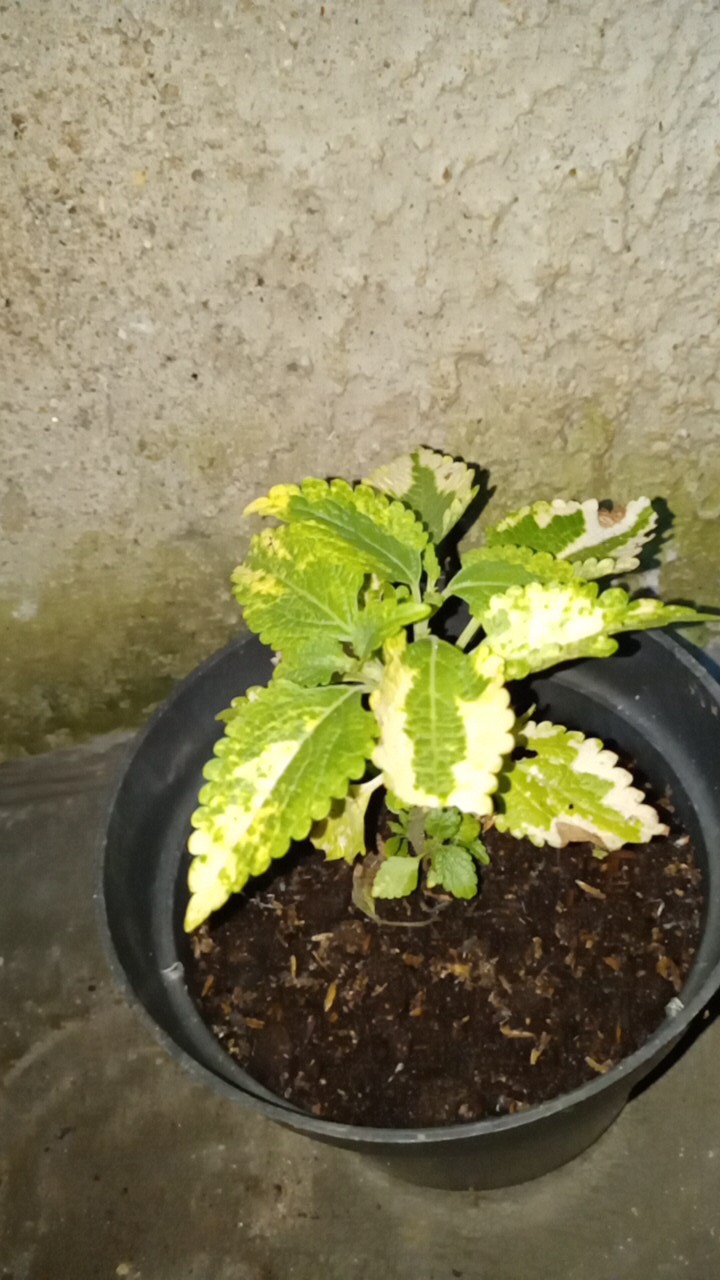 Tanaman Miana Keriting Hijau Kuning - Pohon Miana - Miana - Hiasan Rumah