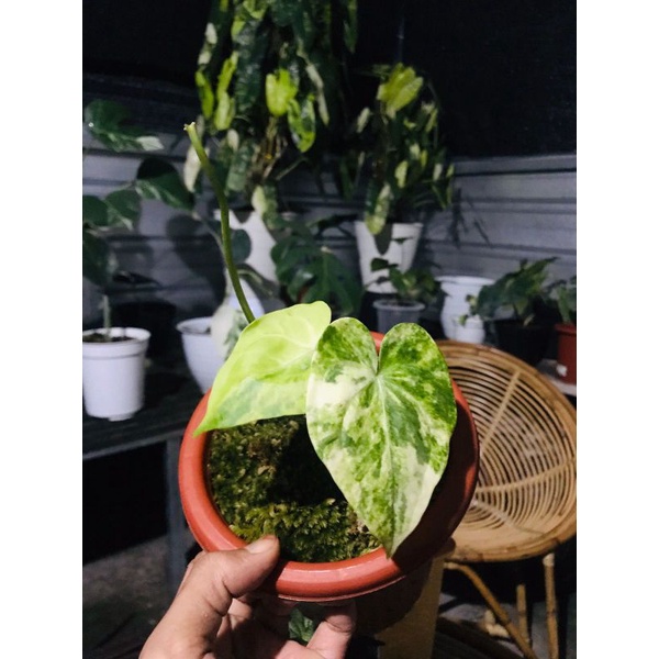 anthurium clarinervium varigata