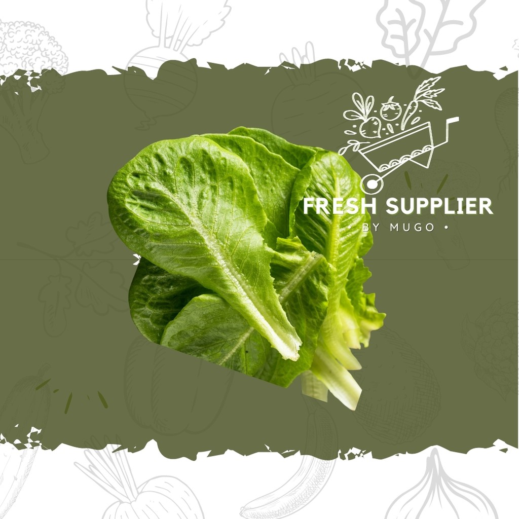 

Daun Romaine 250g Fresh Supplier