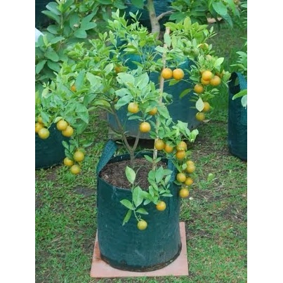 Planter Bag 30 Liter Hijau Kantong Pot Tanaman 2 Handle NETAFARM EG