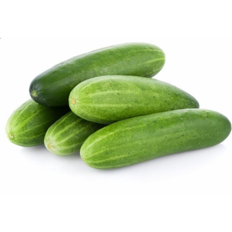 

mentimun 500gr