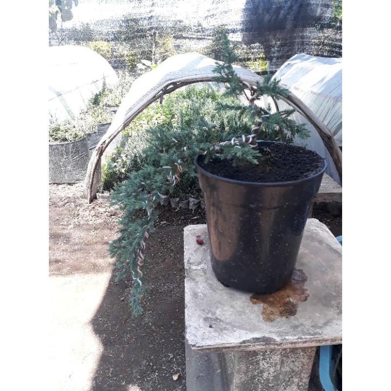 Cemara Buaya / Bajul Bonsai