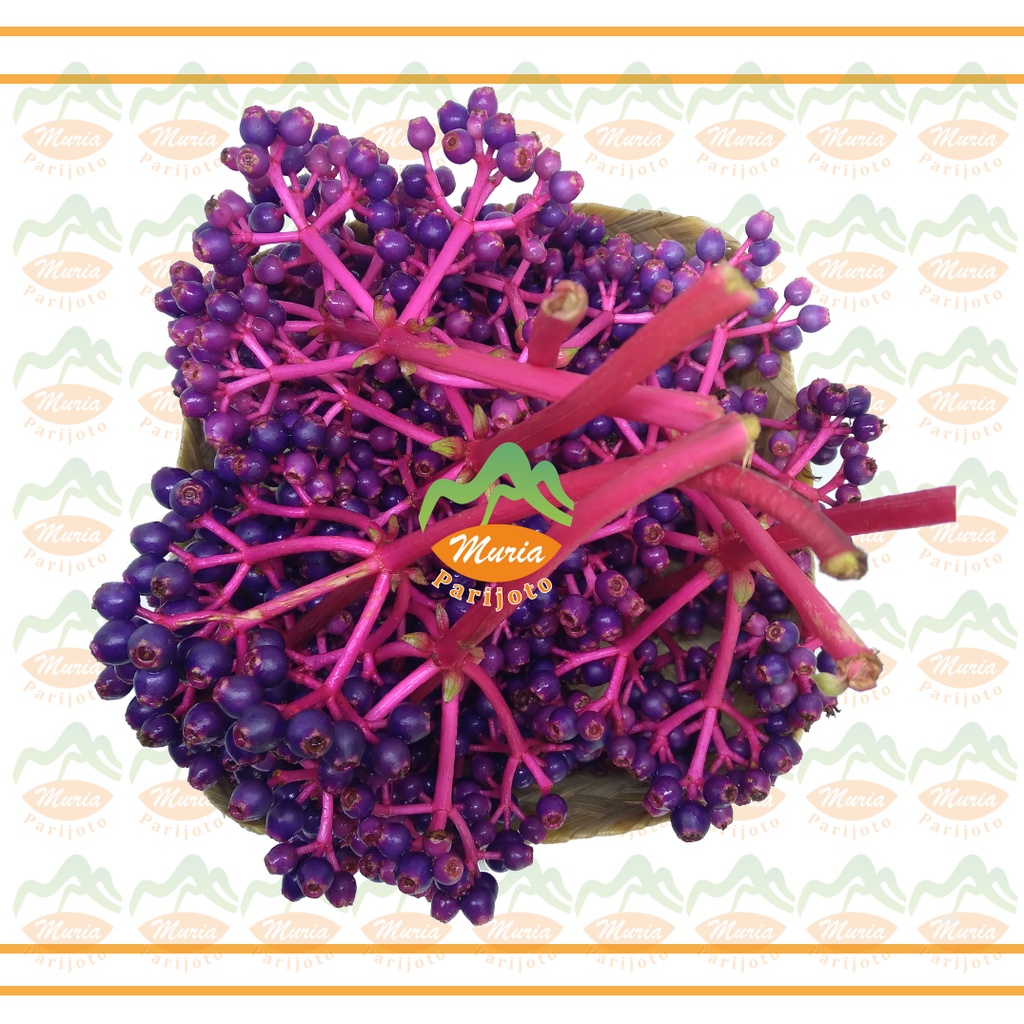 

PARIJOTO 7 TANGKAI BESAR TUA ASLI MURIA