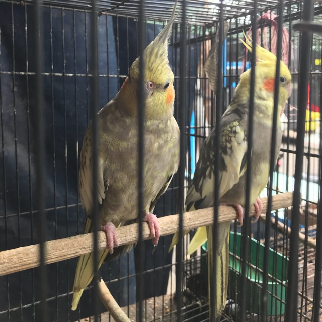 Burung Kakatua Mini Cockatiel Shopee Indonesia