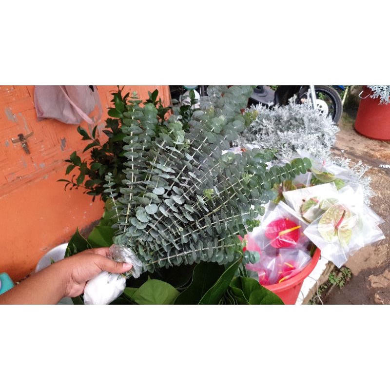 SILVER DOLLAR ATAU EUCALYPTUS