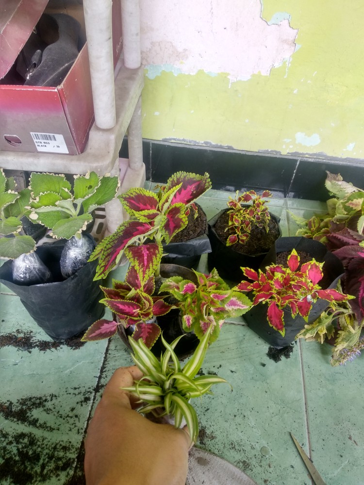 Tanaman Miana/ingler Daun Kecil / 1pcs / 150gram