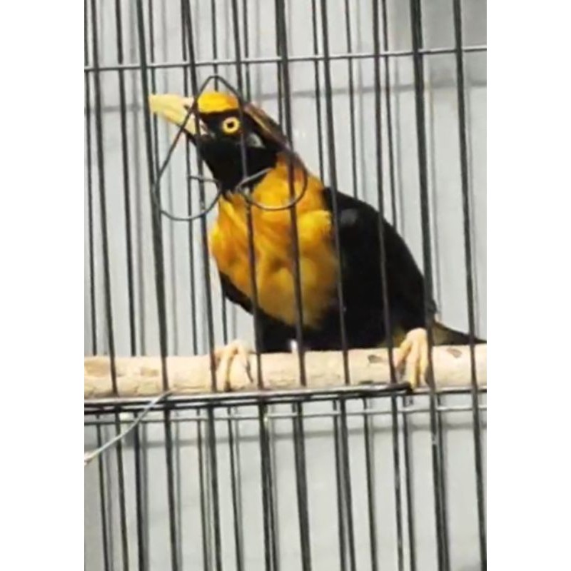 Jual Burung Golden myna Jalak Mas Papua Indah dan suara indah | Shopee Indonesia