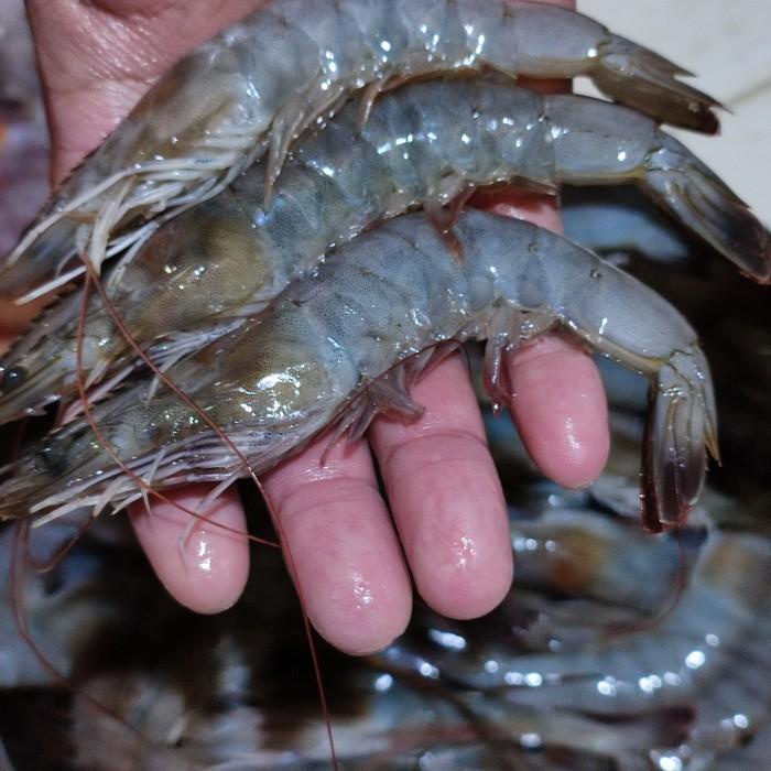 

Fisho | Udang Besar Ak.45-55 - Ikan Segar De Juragan Ready stock