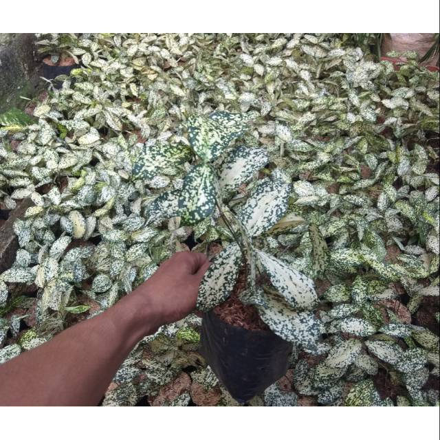 Tanaman Drasena Florida Tanaman Dracena Florida