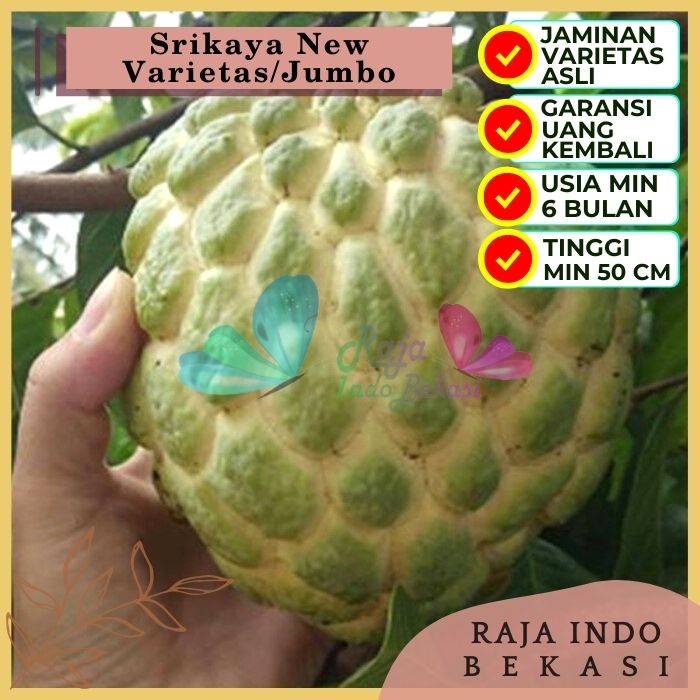 Bibit Tanaman Buah SRIKAYA NEW VARIETAS JUMBO Premium