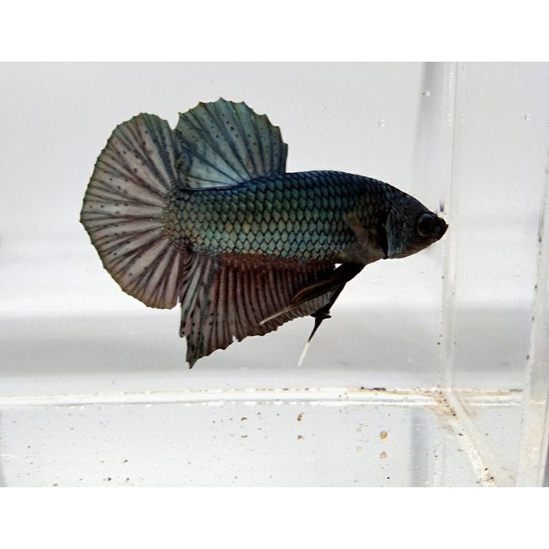 CUPANG COOPER INDUKAN