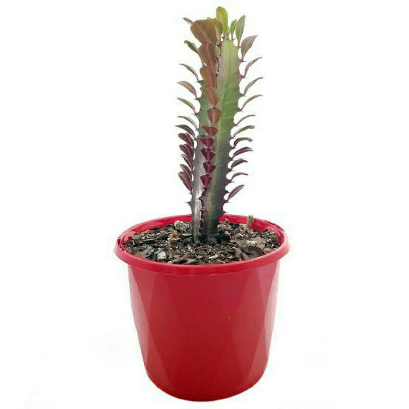 Euphorbia Trigona Merah/Kaktus/Sukulen