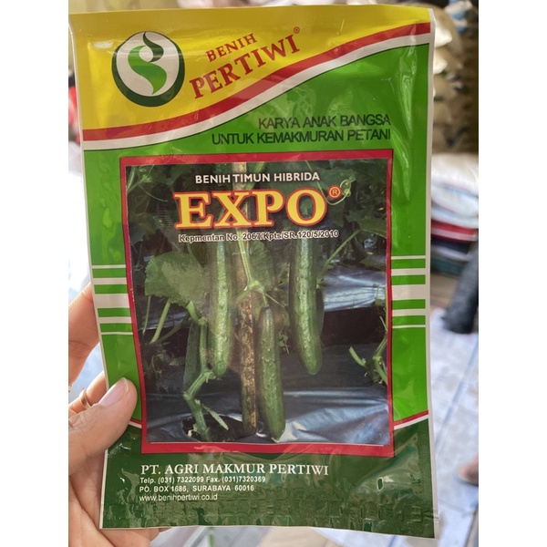 Benih timun hibrida Expo/ bibit timun jepang hibrida Expo