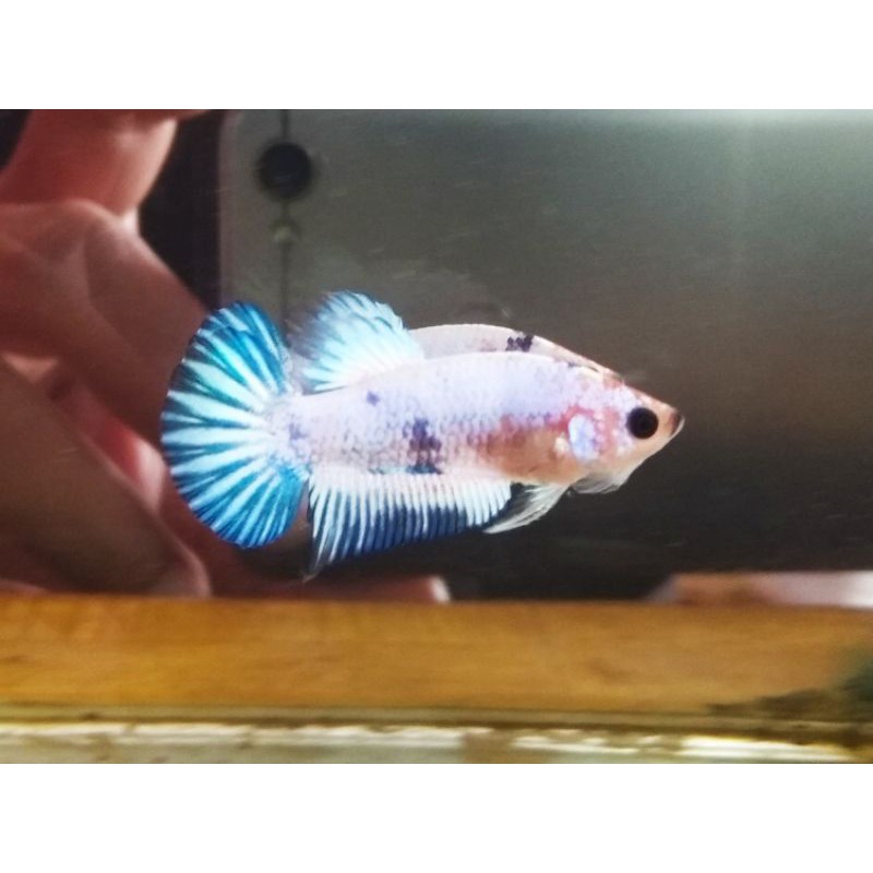 ikan cupang FCCP White Scale