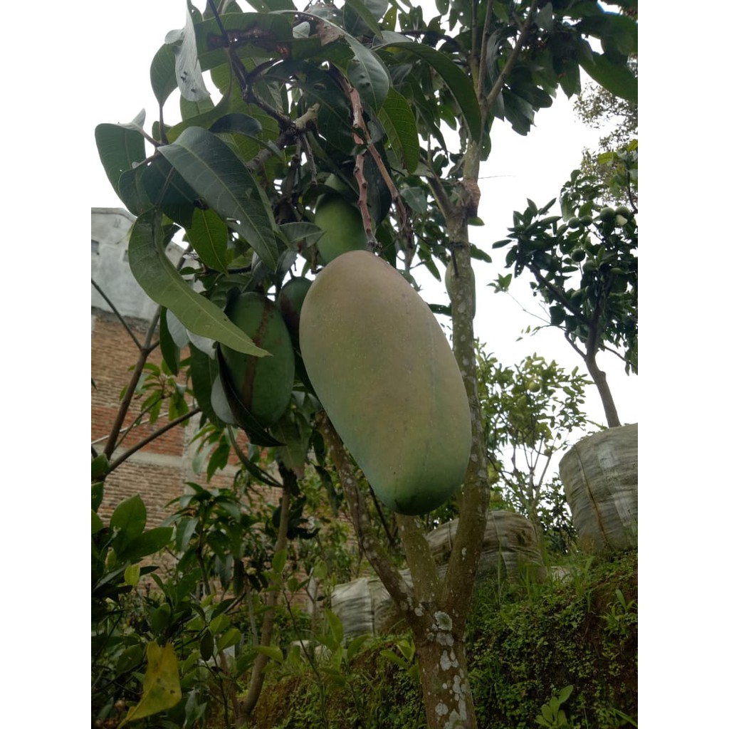 Pohon Mangga Gedong Gincu