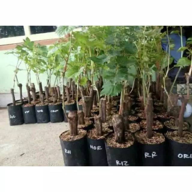 Bibit Anggur Import Jwnis Pood Irine