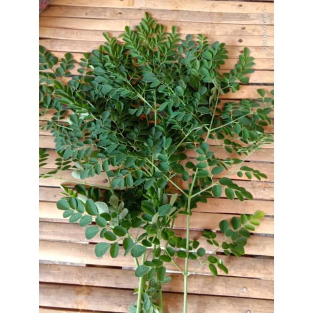 

Daun kelor segar