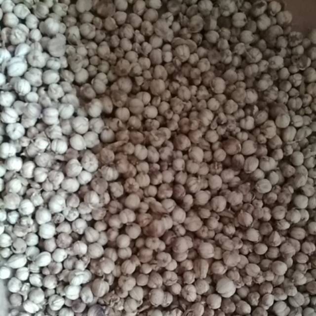 

Kapolaga kapulaga kering super kering 1/2 kilo kadar air rendah