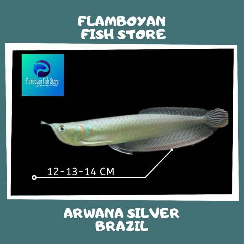 Ikan arwana silver 13cm