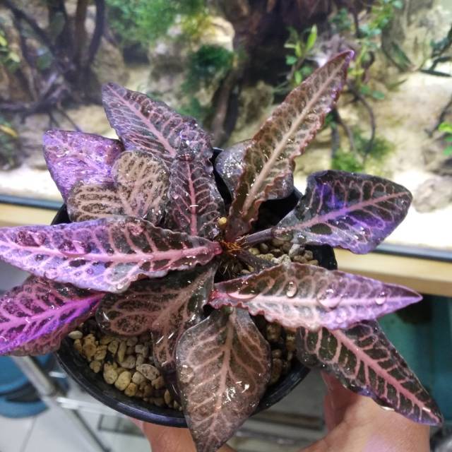 Euphorbia francoisii crassicaulis rubrifolia besar