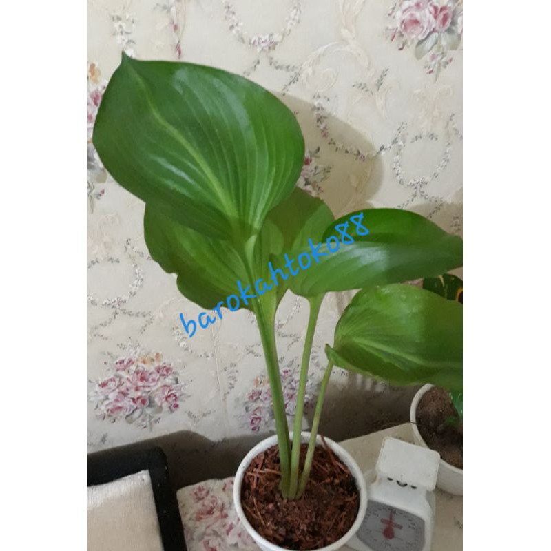 Tanaman Hias Hosta100% asli