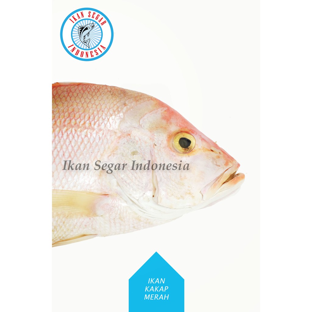 

IKAN KAKAP MERAH FRESH/ 1-2 pcs/ 900-1000 gr