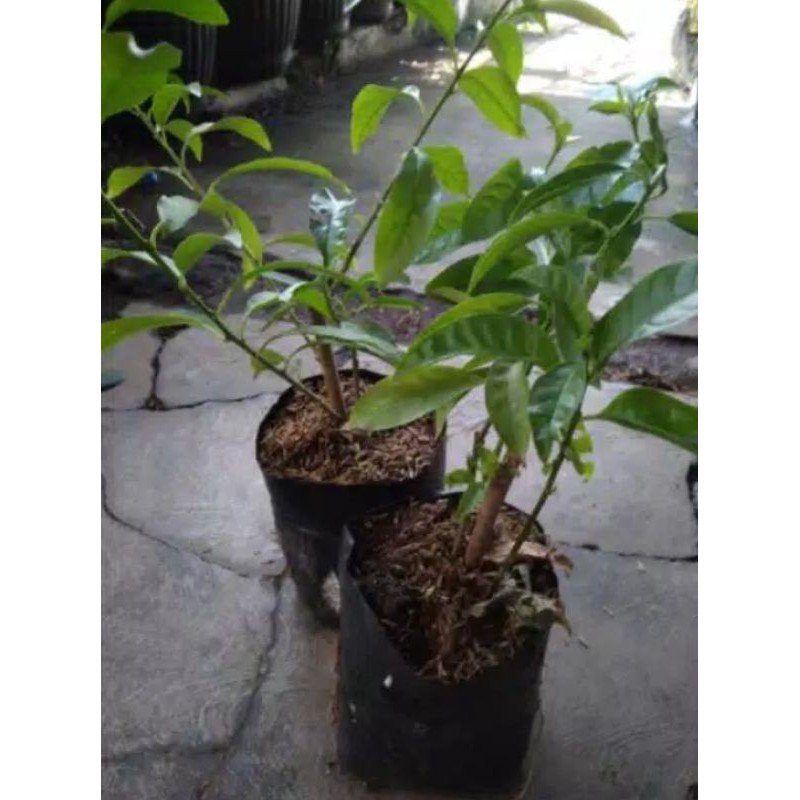 bibit tanaman arum dalu