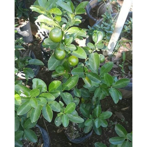 BIBIT TANAMAN BUAH JERUK SANTANG MADU SIAP BERBUAH