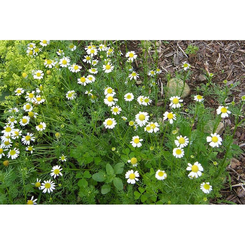 Benih-Bibit Herba German Chamomile (Haira Seed)