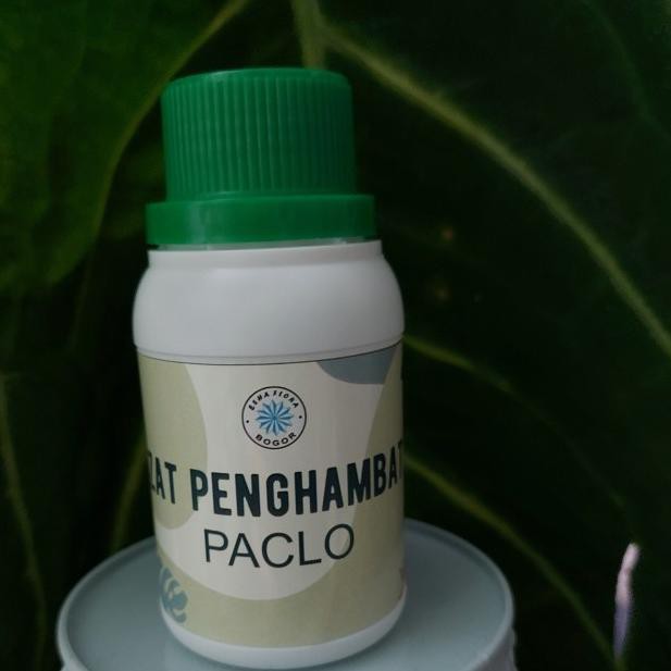 ♤ Zat Penghambat / Paclobutrazol ◊