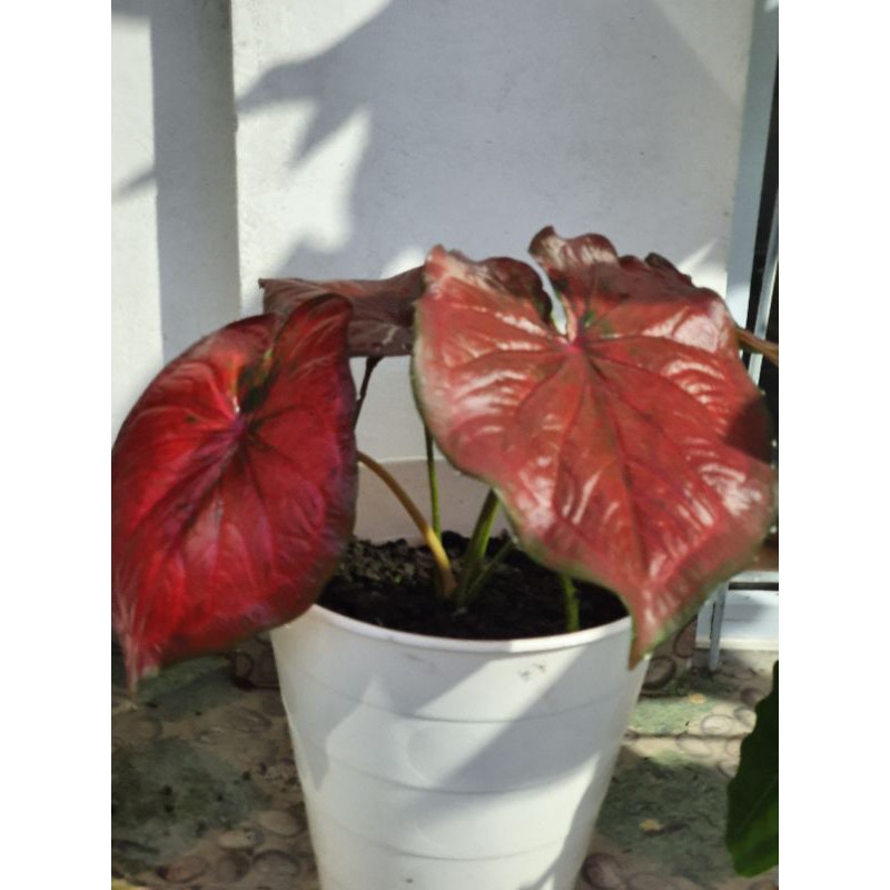 caladium red stardust