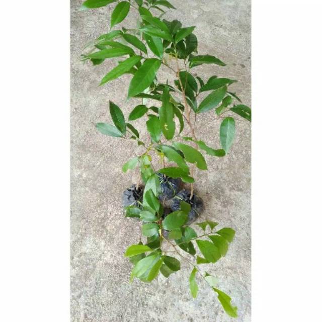 Bibit pohon buah leci kom merah super