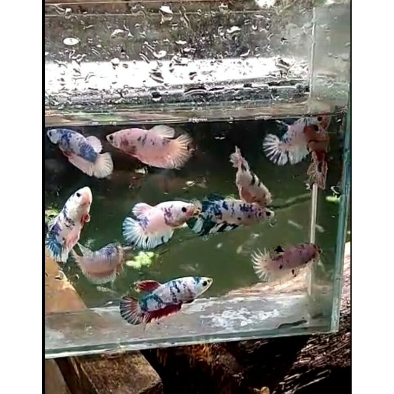 iKan cupang Marbel