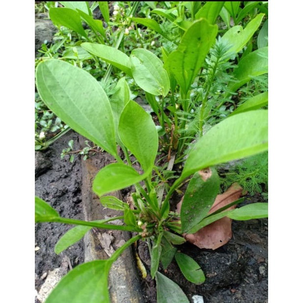 Echinodorus cordifolius