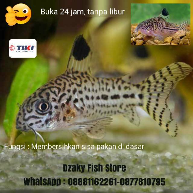 Ikan Hias Air Tawar Corydoras Julii Unik Pembersih Dasar