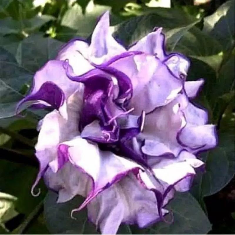 

promo bibit bunga kamboja adenium purple datura - Adenium.