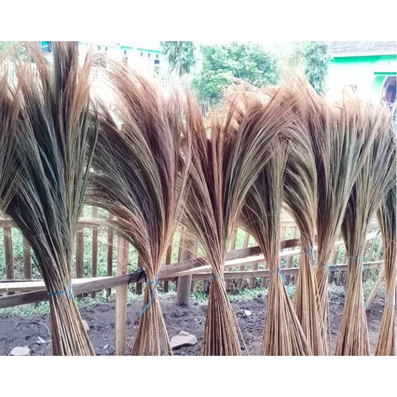 Pampas Tanpa Bulu/Rayung/Dried Pampas Lokal/Pampas Grass