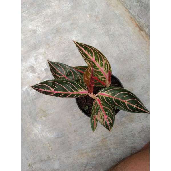 aglonema pride of sumatra