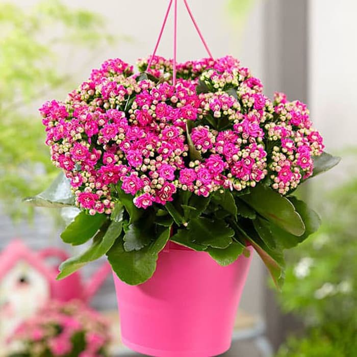 Jual Cocor bebek bunga pink | kalanchoe blossfeldiana | Tanaman hias