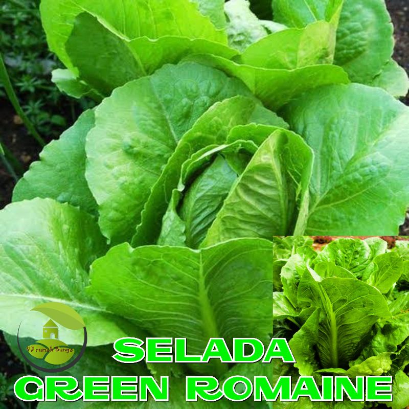 Benih Bibit Sayuran Selada Romaine Hijau Benih Selada Green Romaine