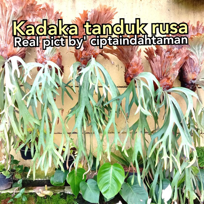 Kadaka tanduk rusa | tanaman tempel dinding/pohon | tanaman kadaka